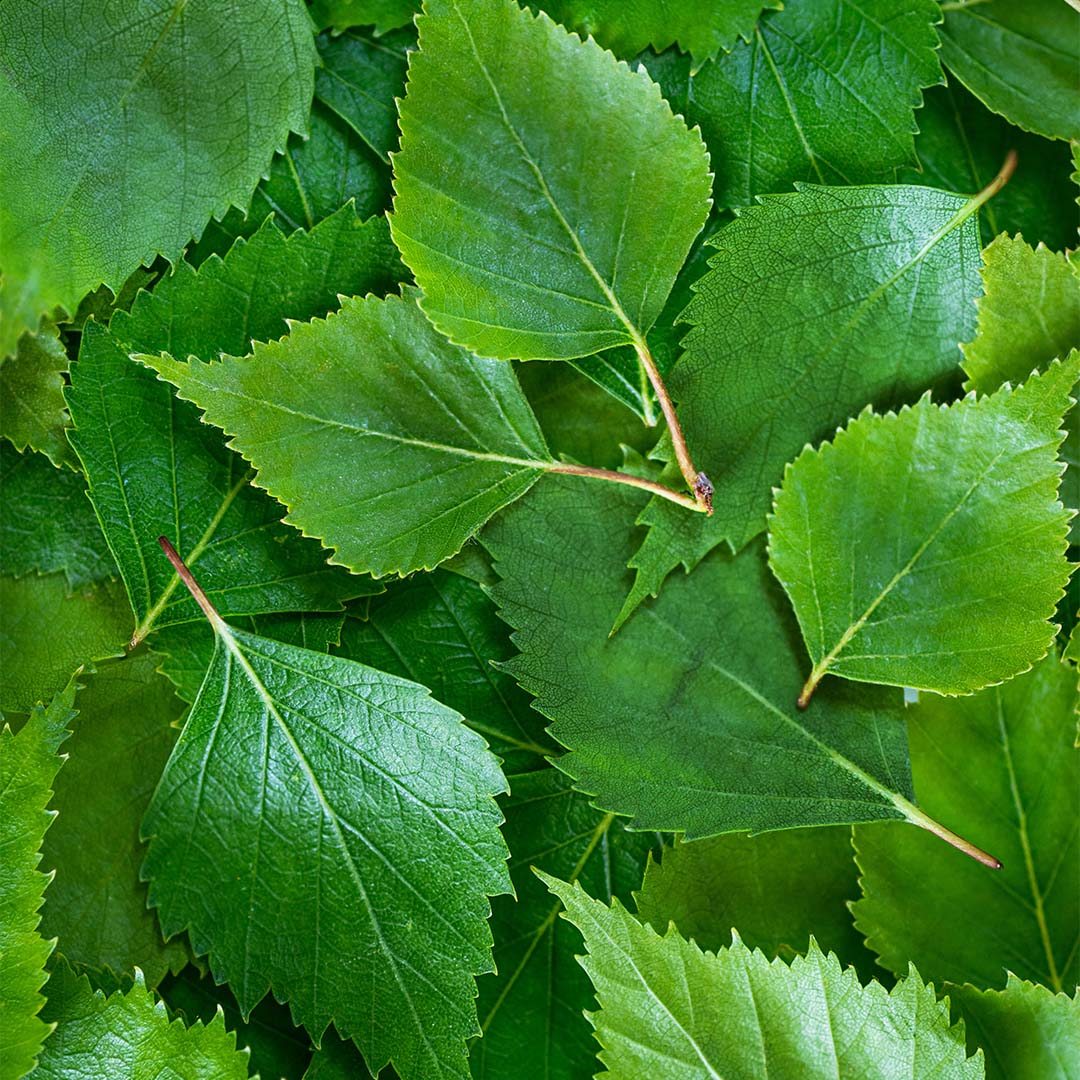 Birch leaf