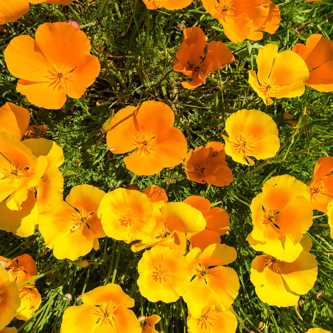 California poppy herb