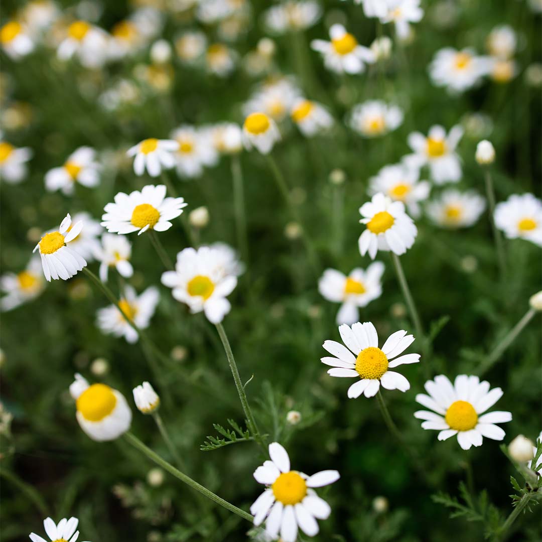 Chamomile