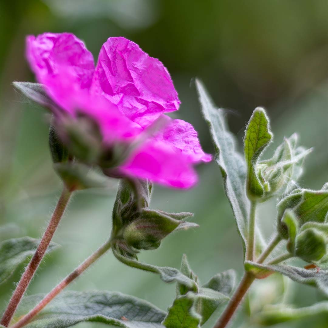 Cistus leaf
