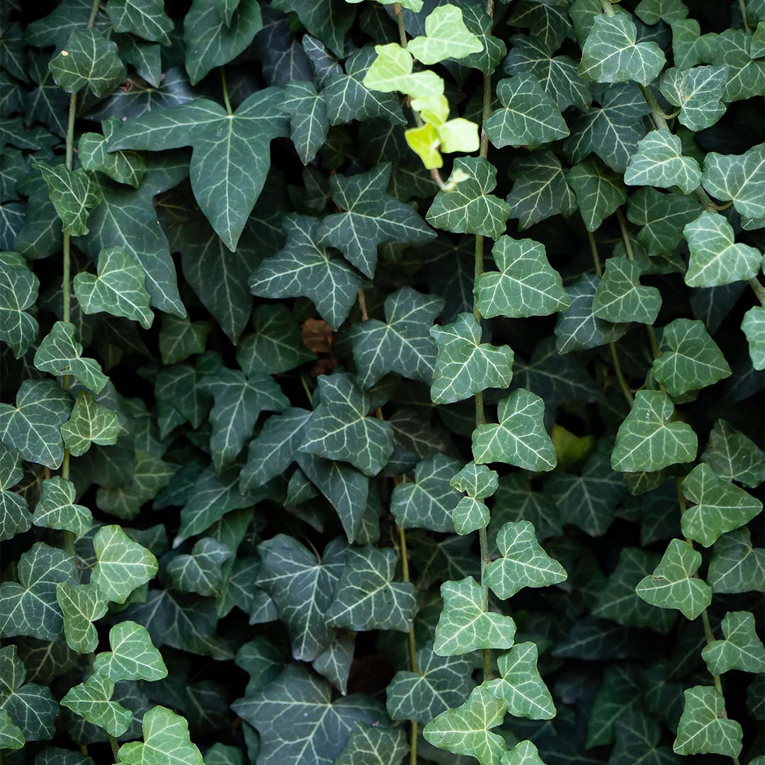 Common ivy 