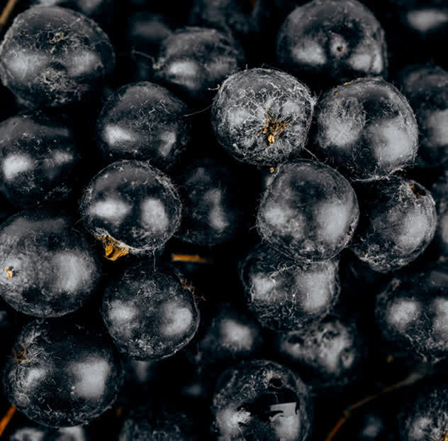 Aronia Fruit