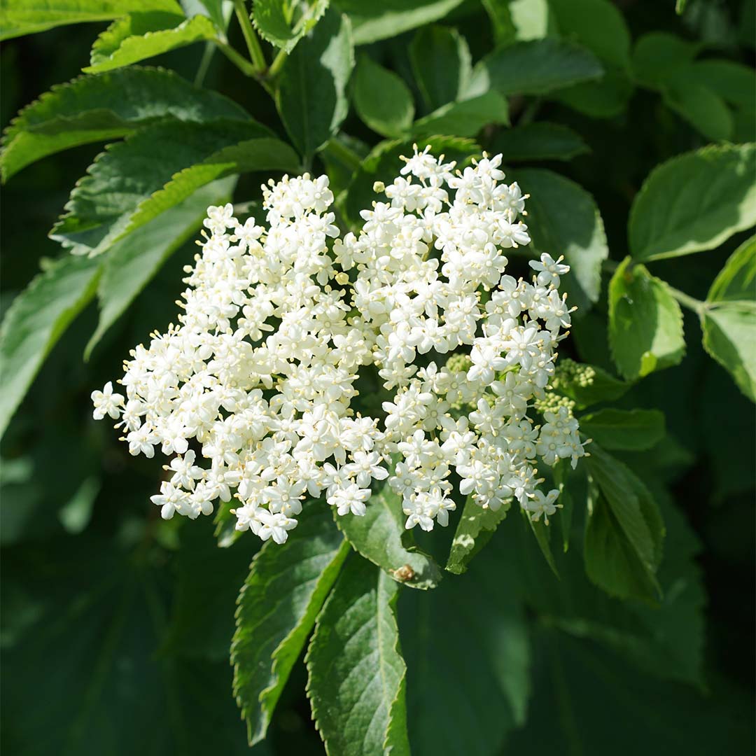 Elder flower
