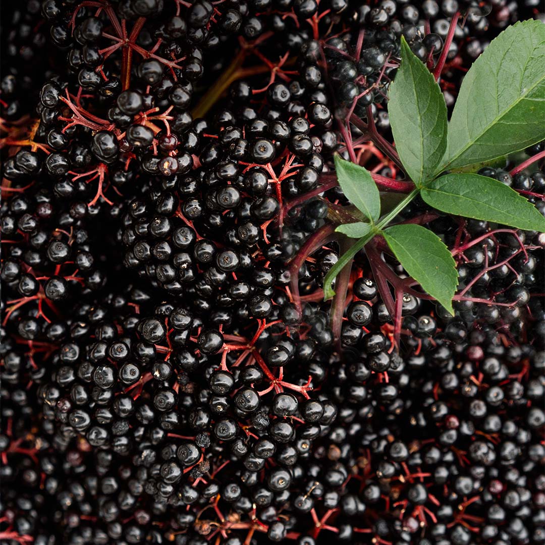 Elderberry fruit