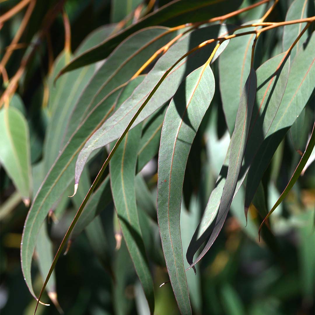 Eucalyptus 