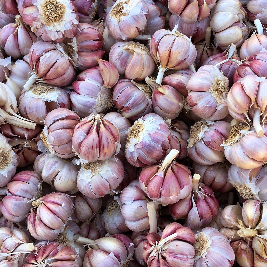Garlic 