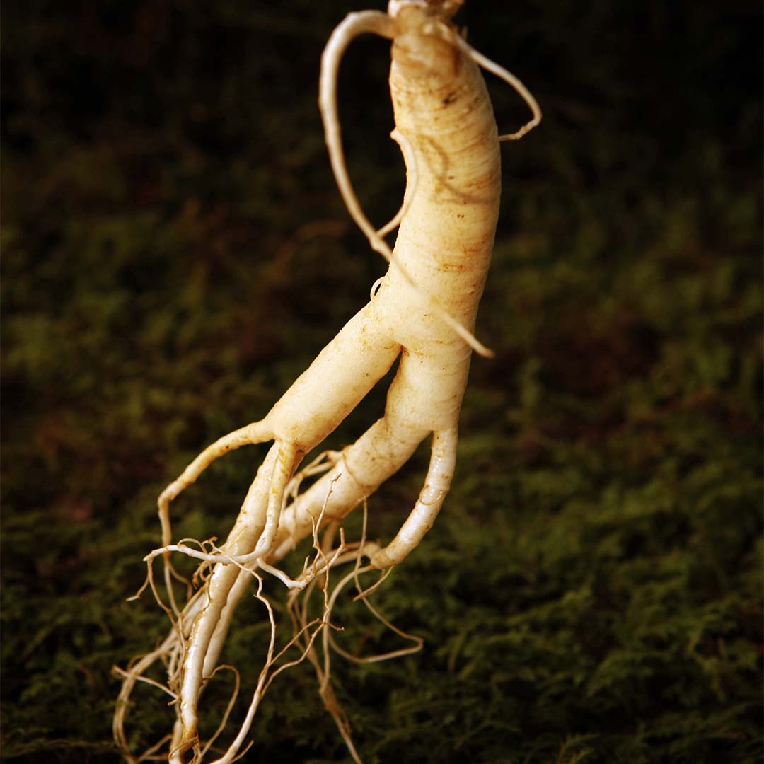 Ginseng