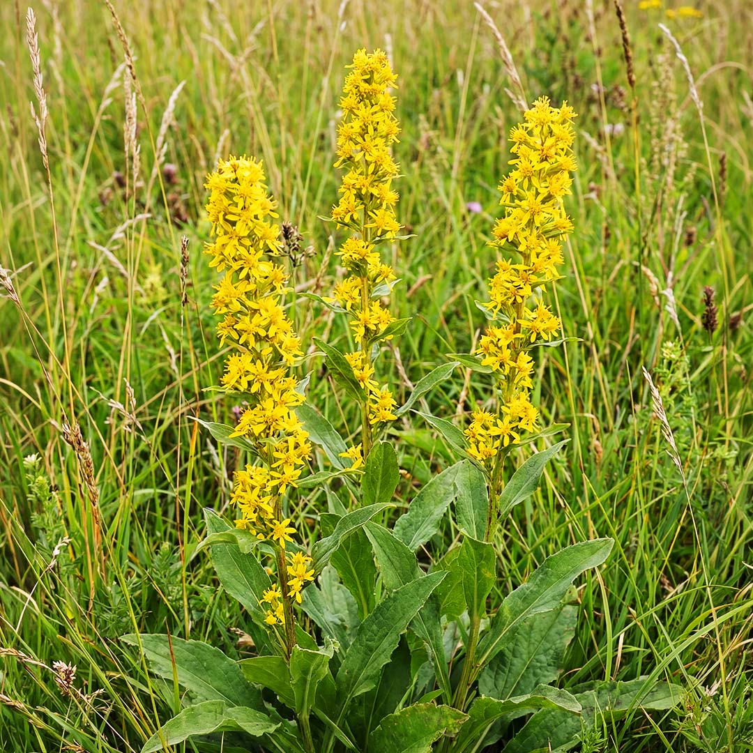 Goldenrod herb
