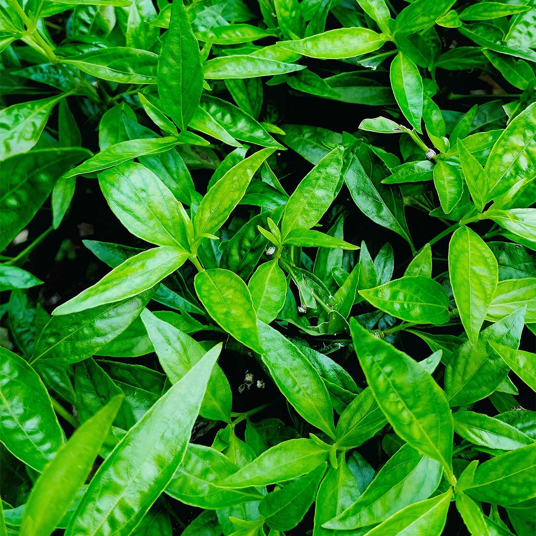 Green chiretta 