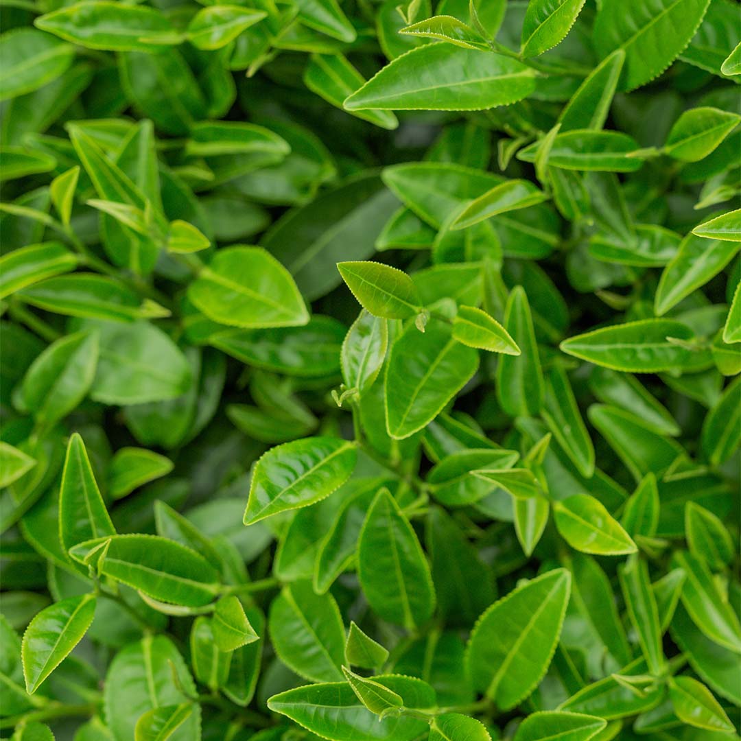 Green tea 