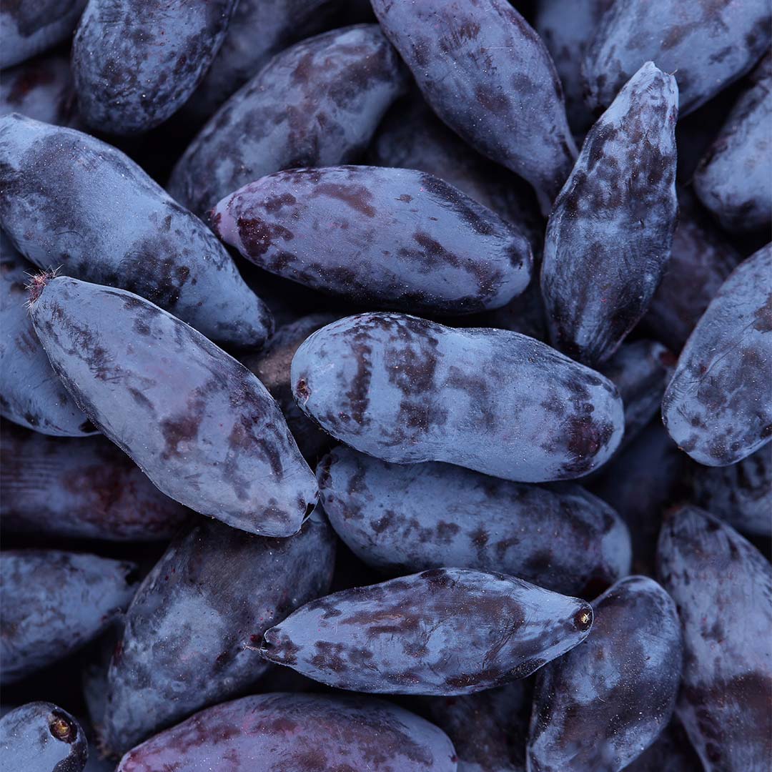 Haskap berry