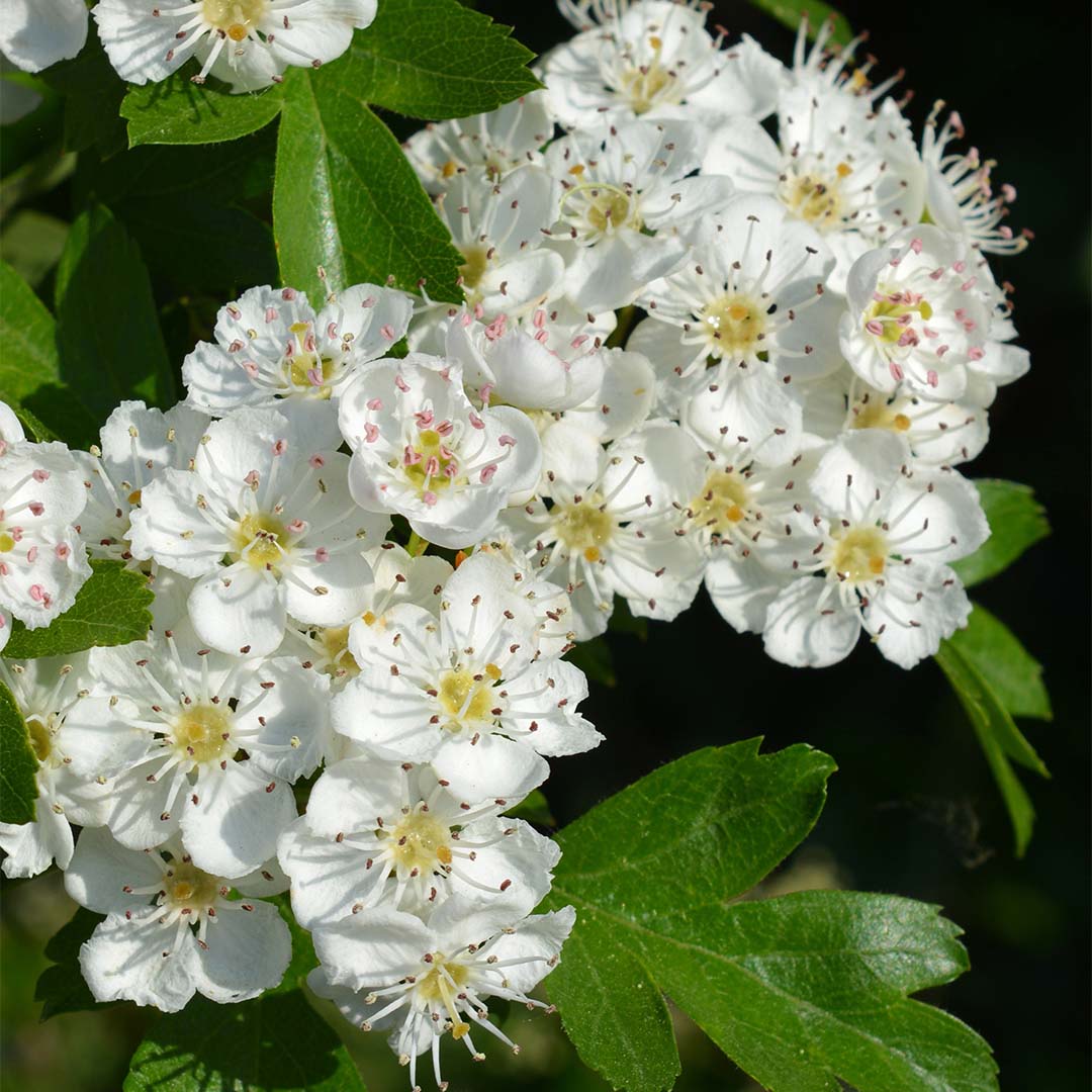 Hawthorn leaf and flower