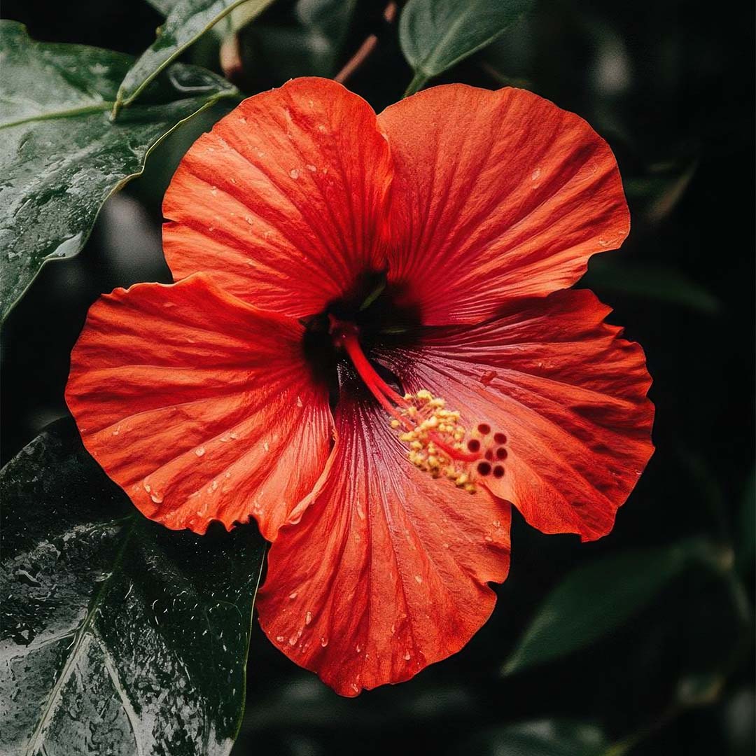 Hibiscus flower