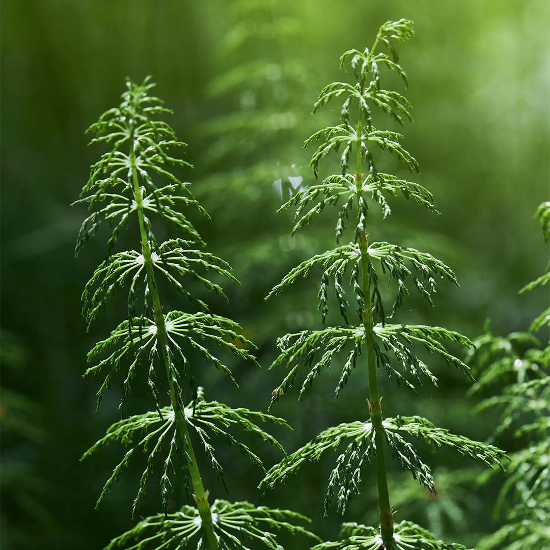 Horsetail herb