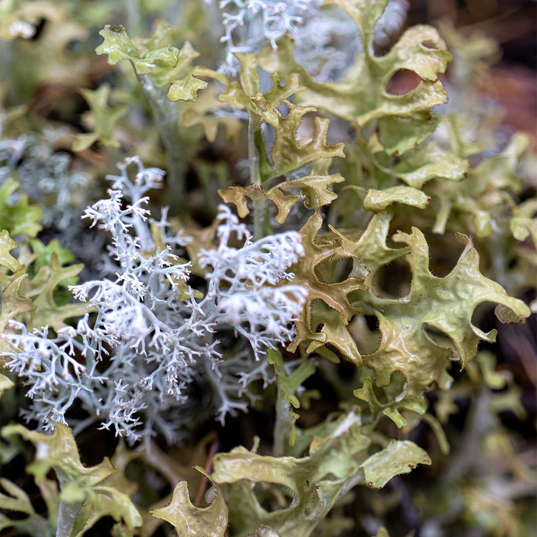Iceland moss