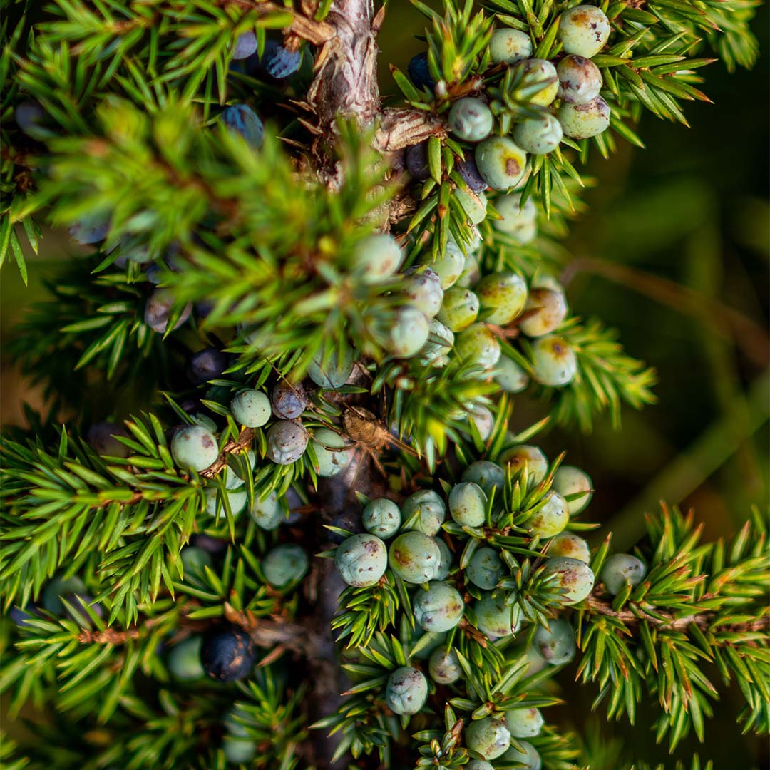 Juniper 