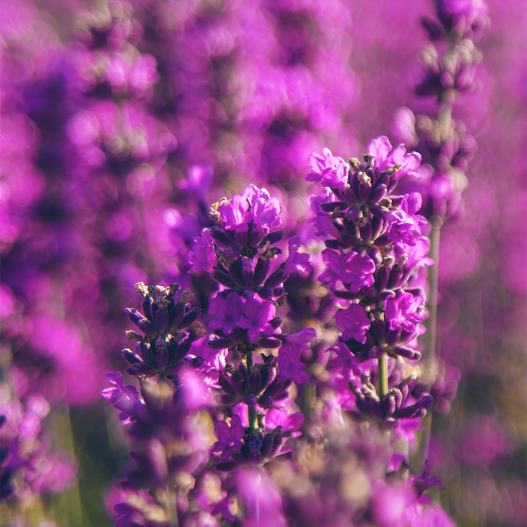 Lavender flower