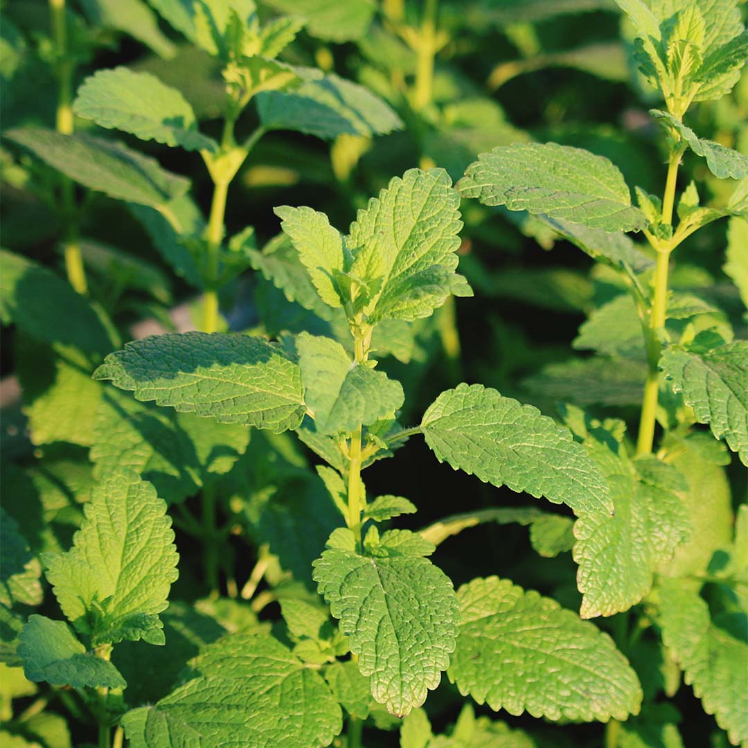 Lemon balm herb