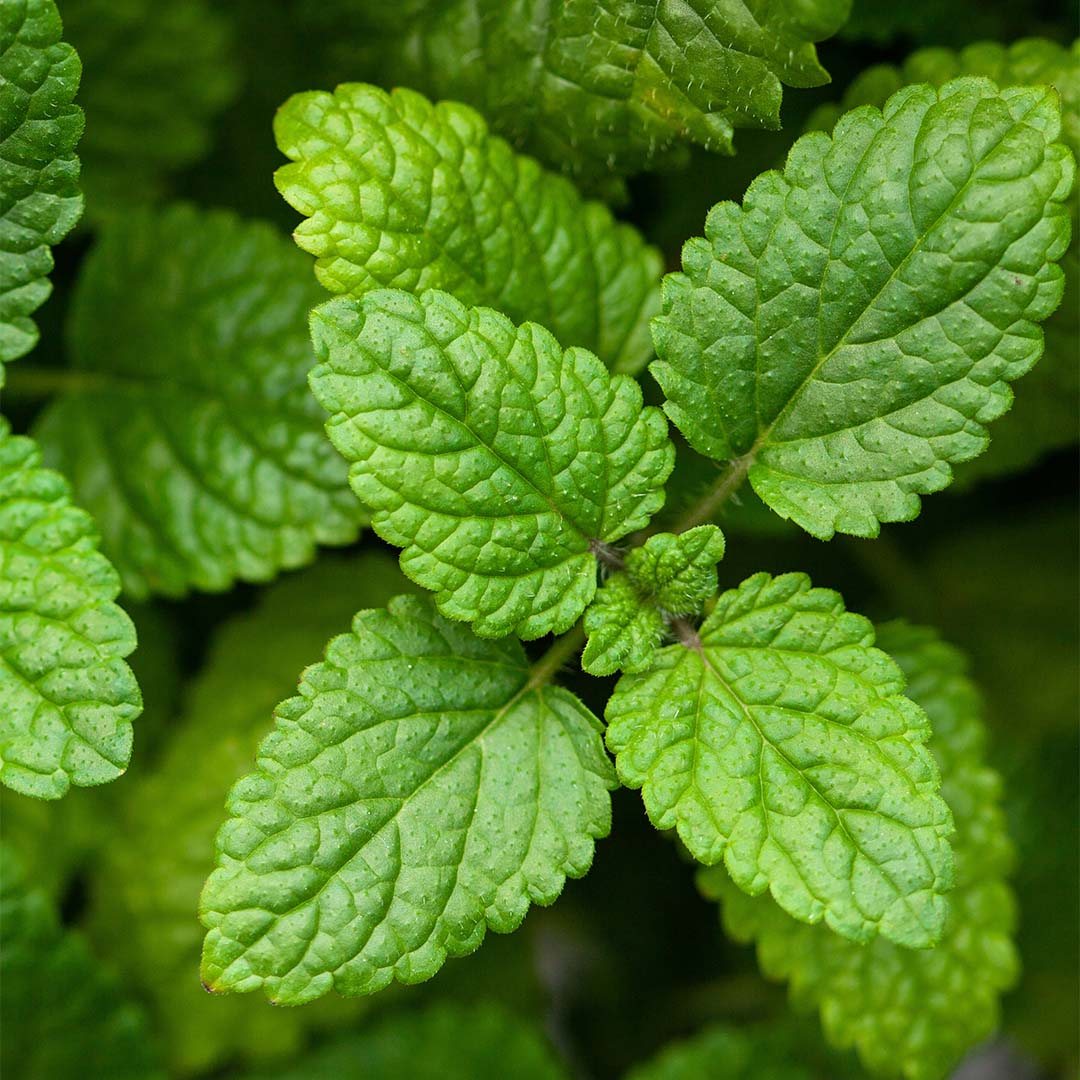 Lemon balm leaf