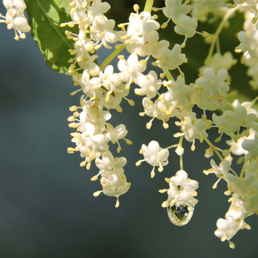 Linden flower