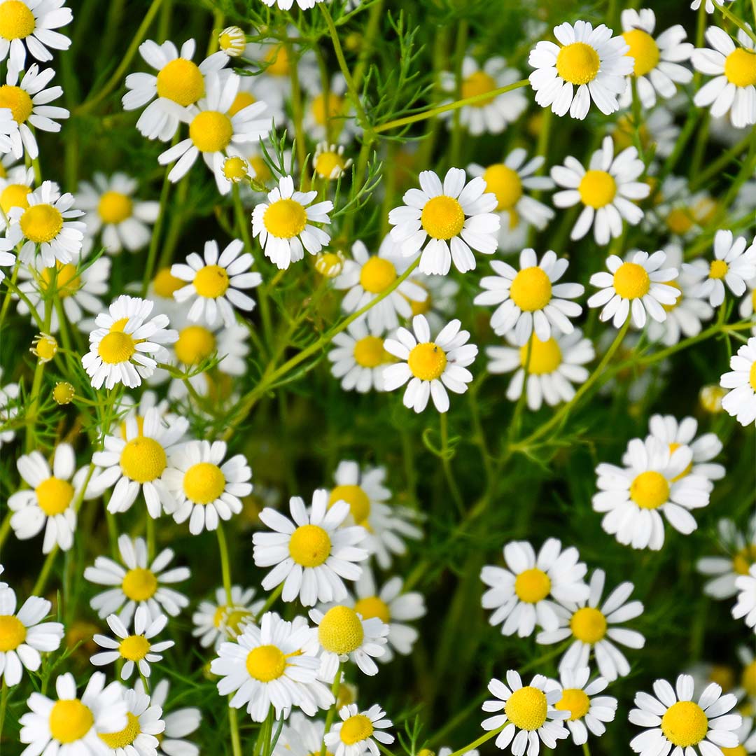 Matricaria recutita 