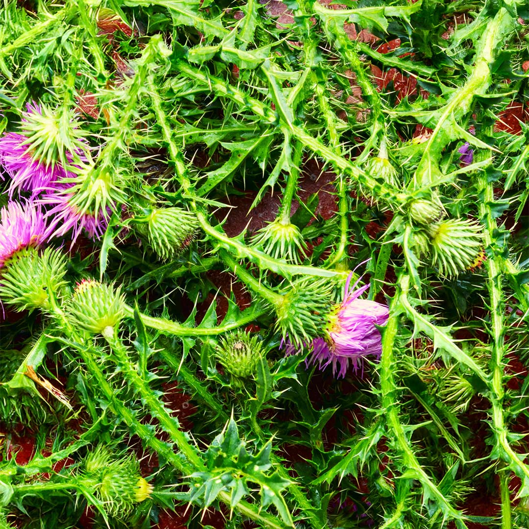 Milk thistle