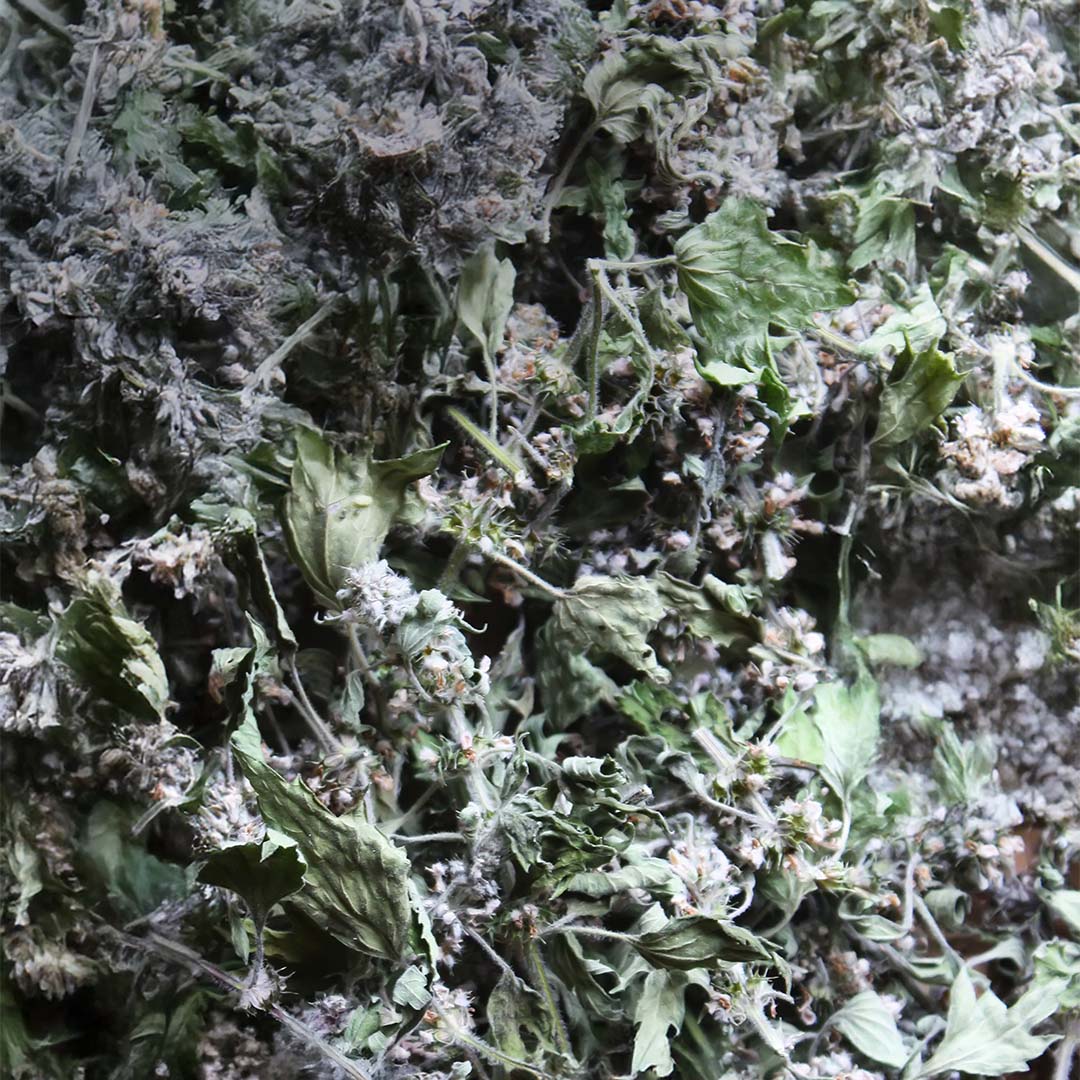Motherworth herb