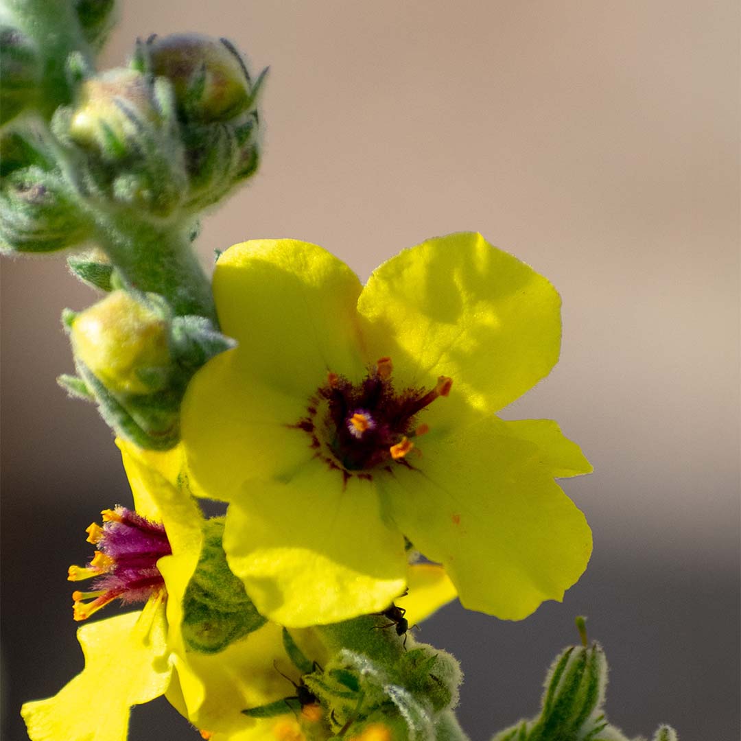 Mullein flower