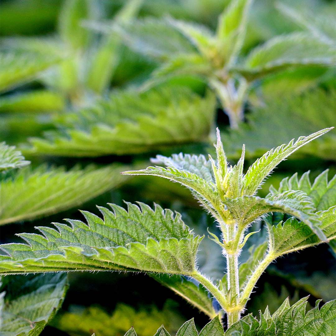 Nettle herb