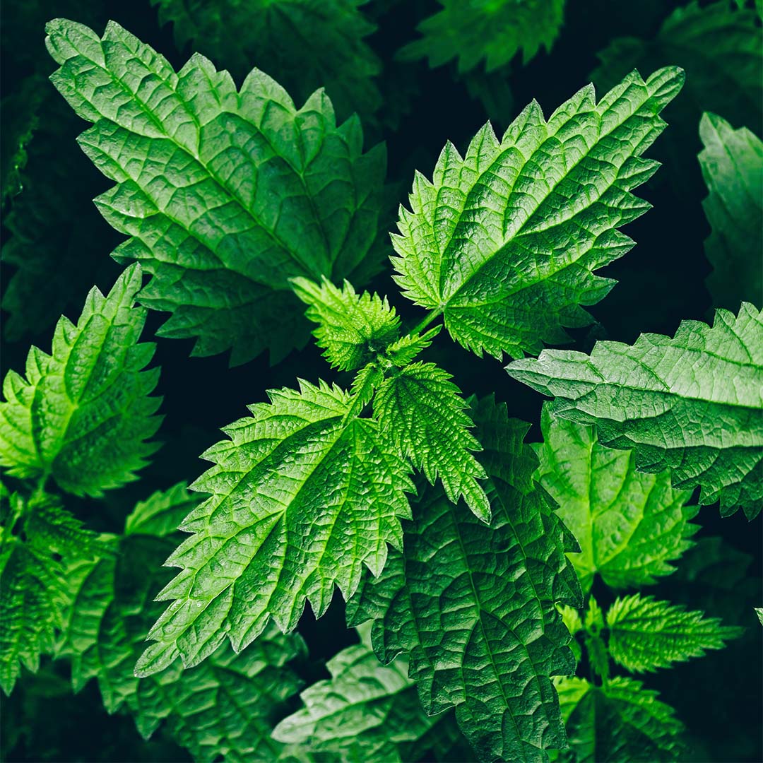 Nettle leaf