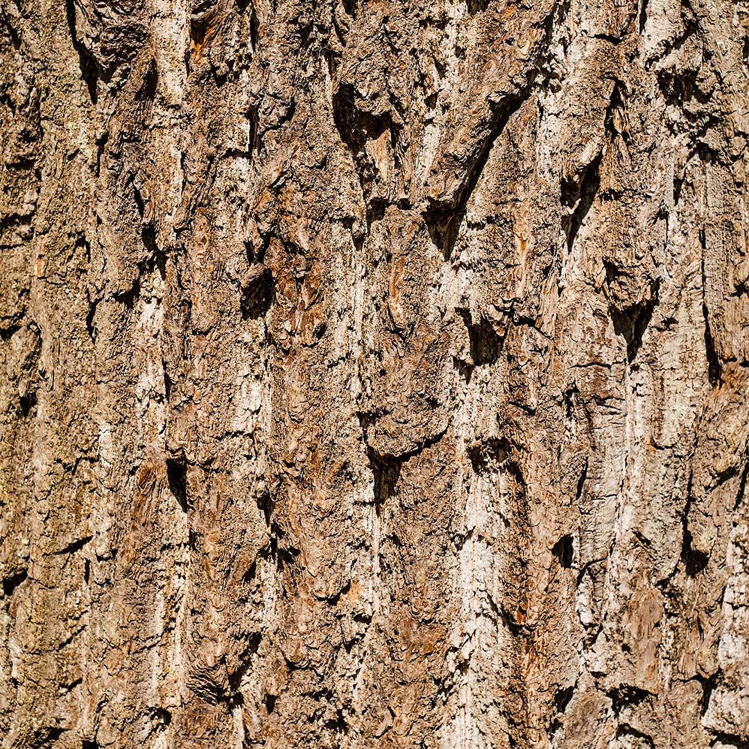 Oak wood english 