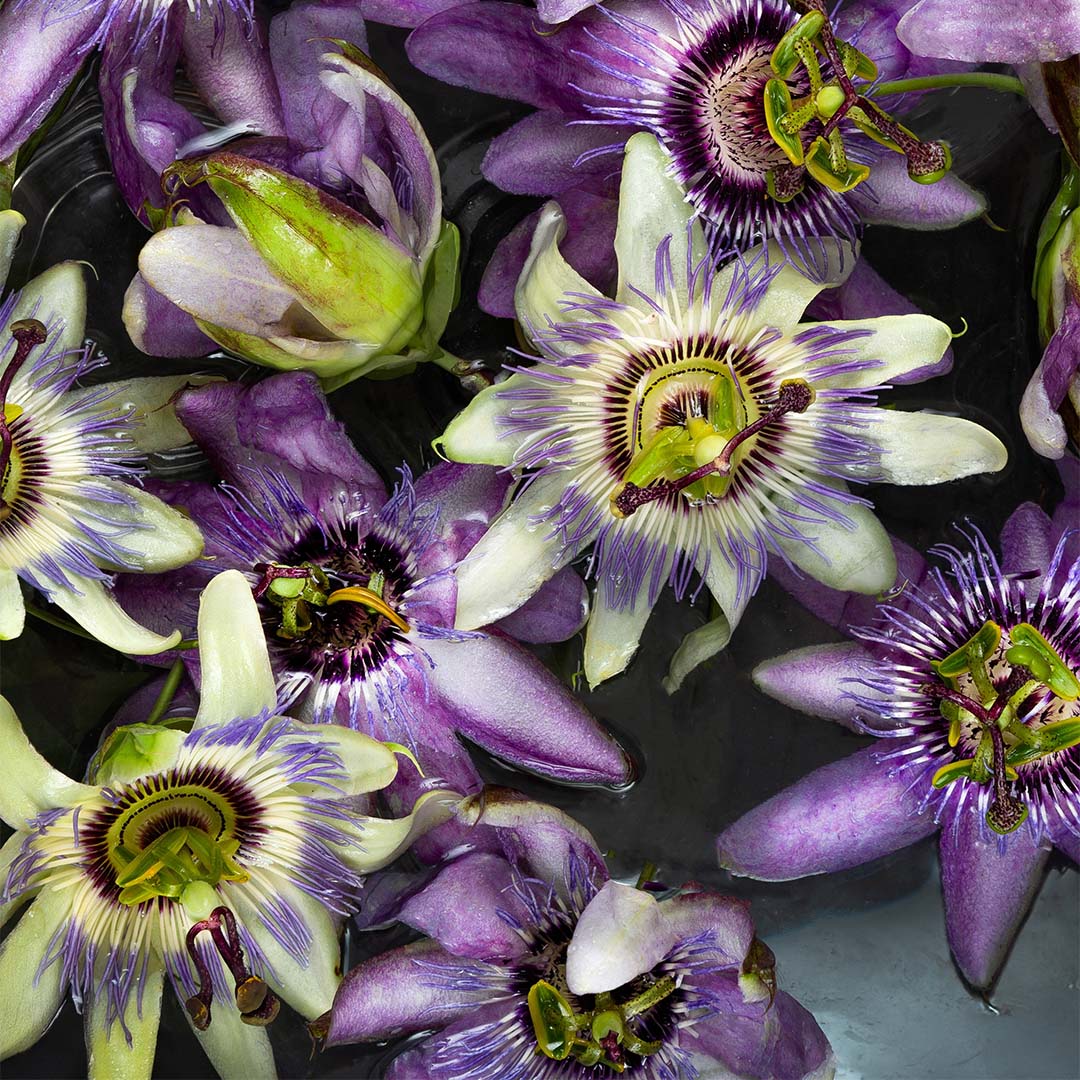 Passionflower herb