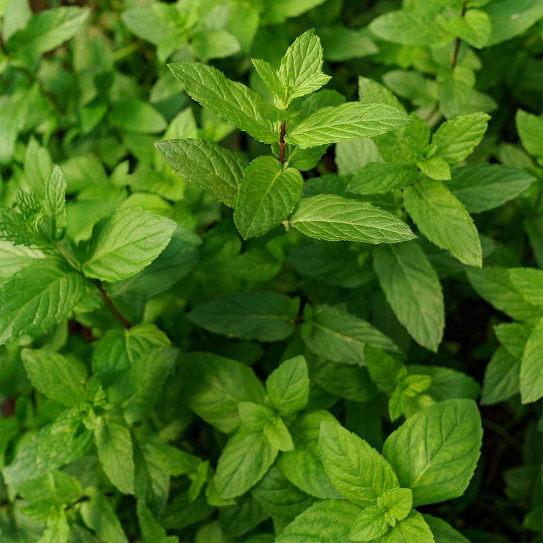 Peppermint herb