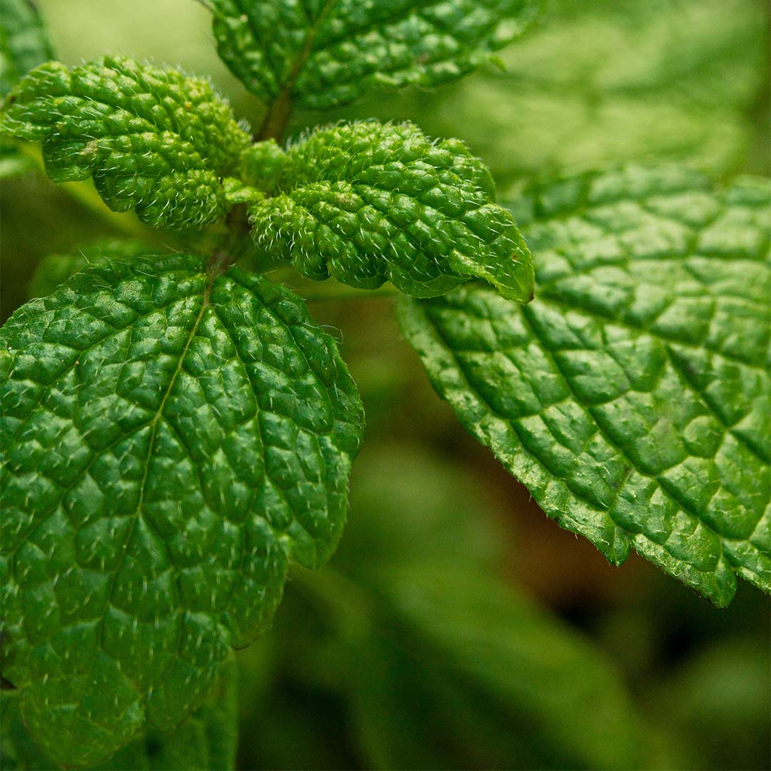 Peppermint leaf