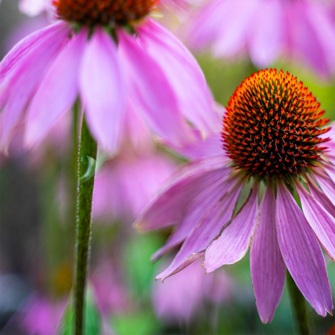 Purple coneflower herb