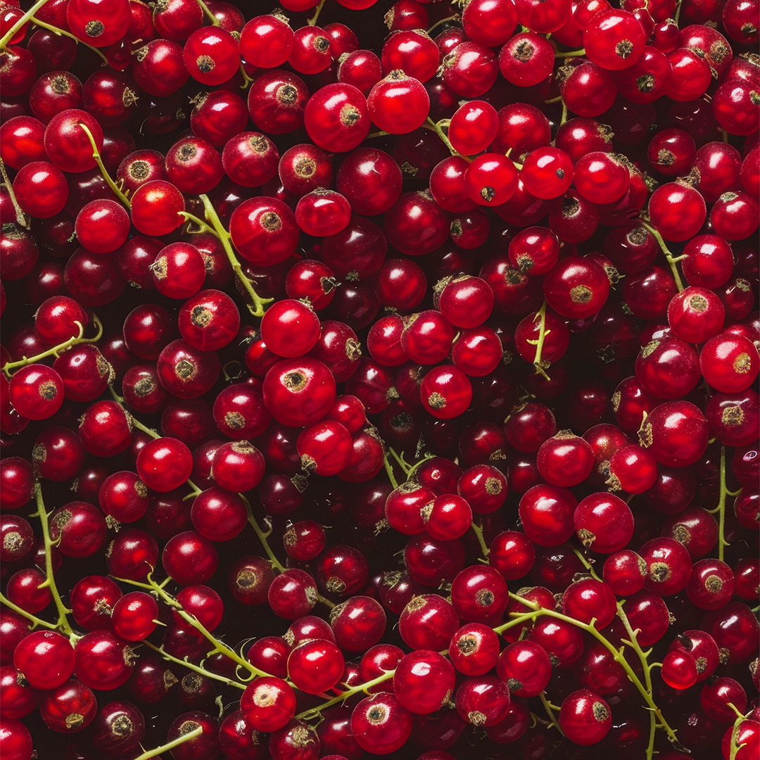 Redcurrant fruit