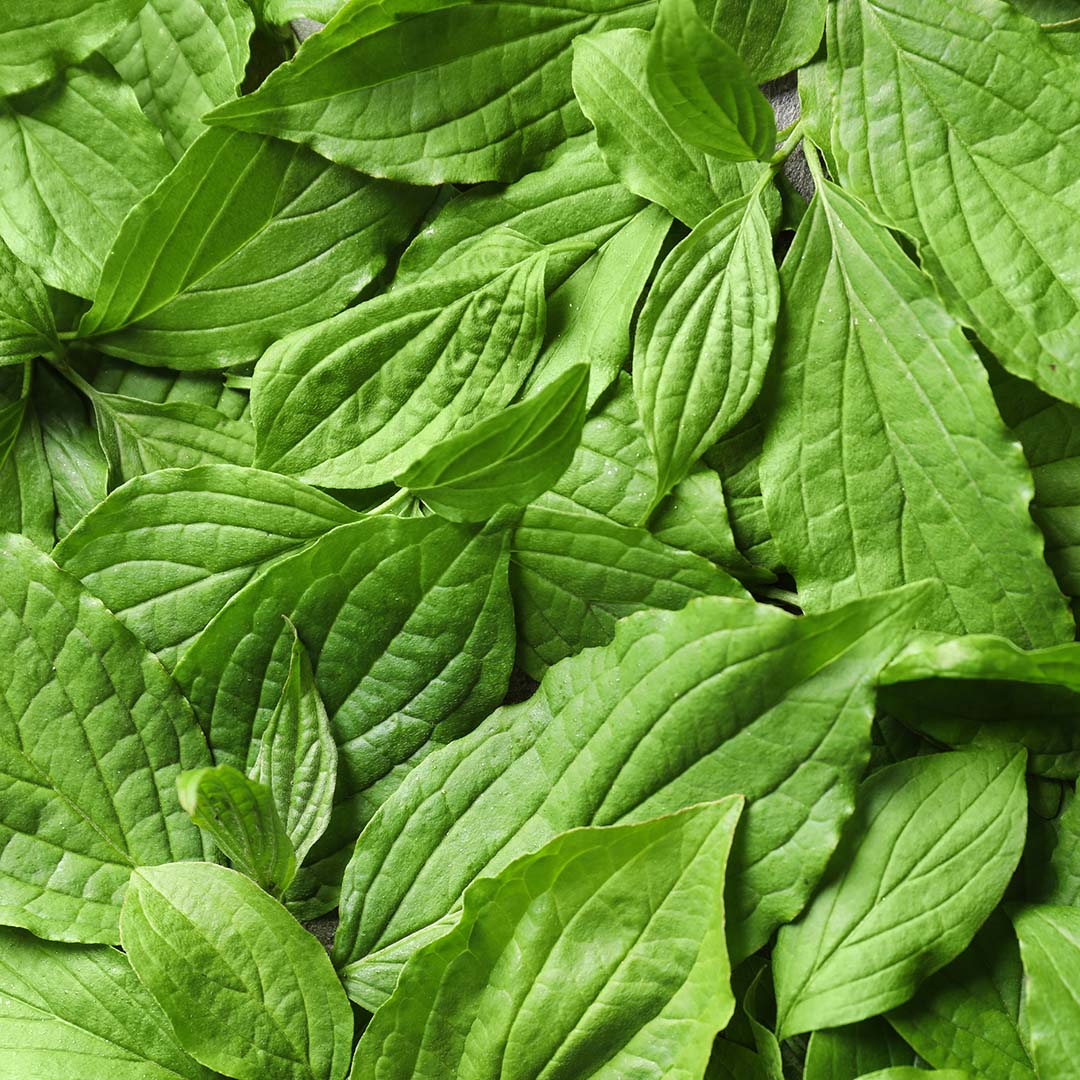Ribwort plantain leaf