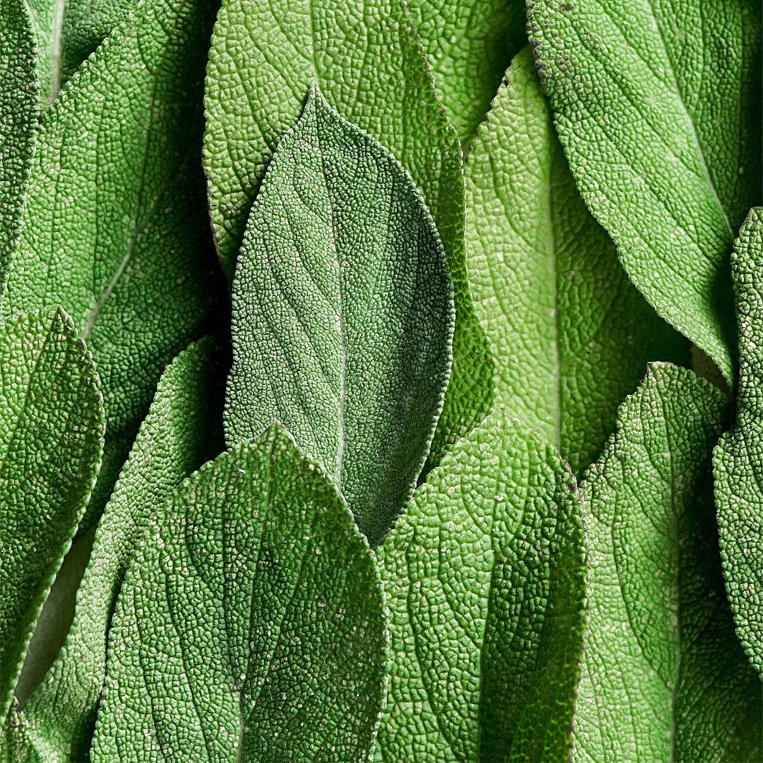 Sage leaf