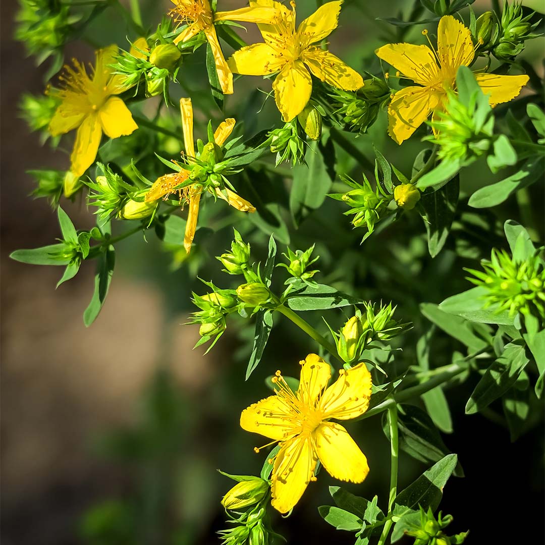 St. John's wort 