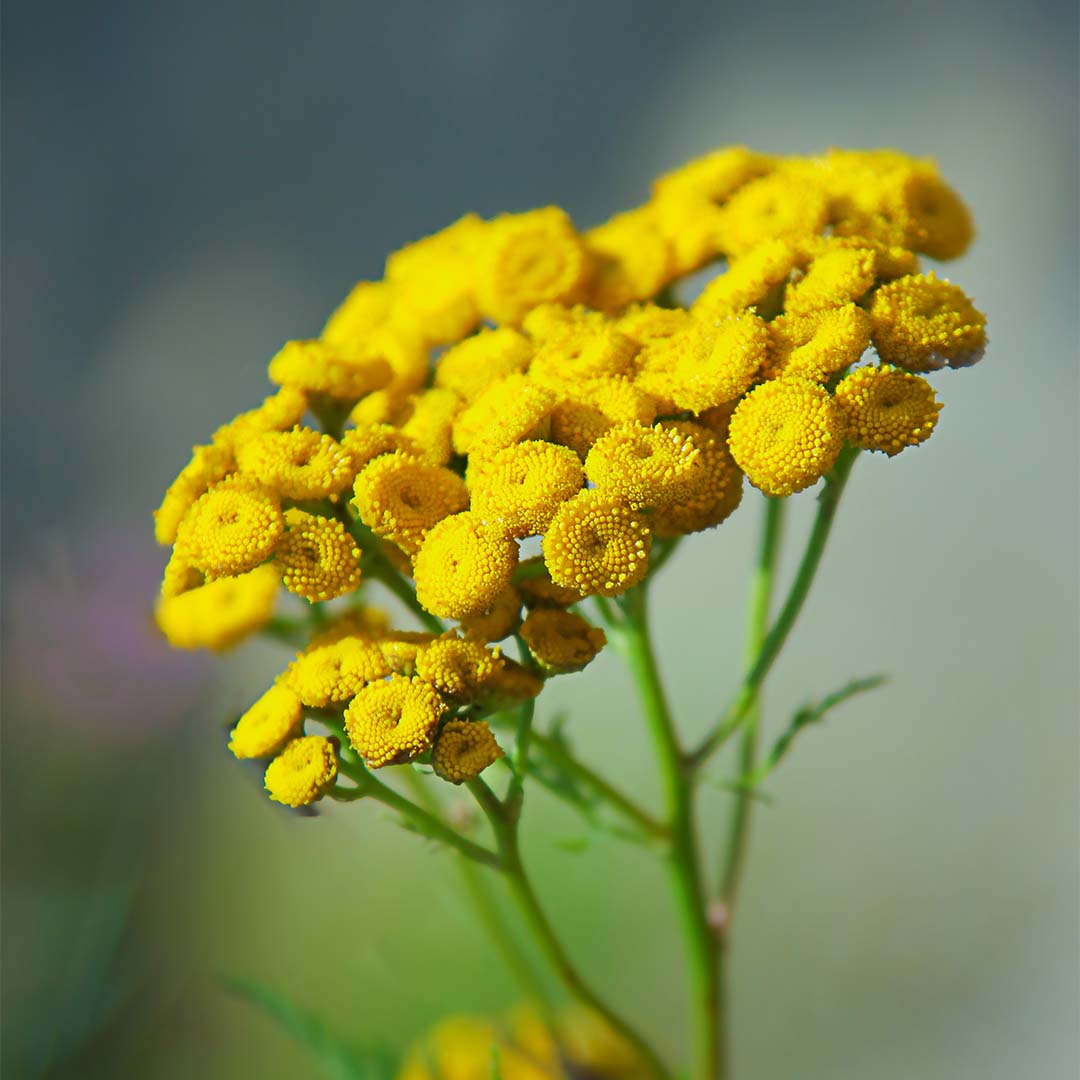 Tansy 