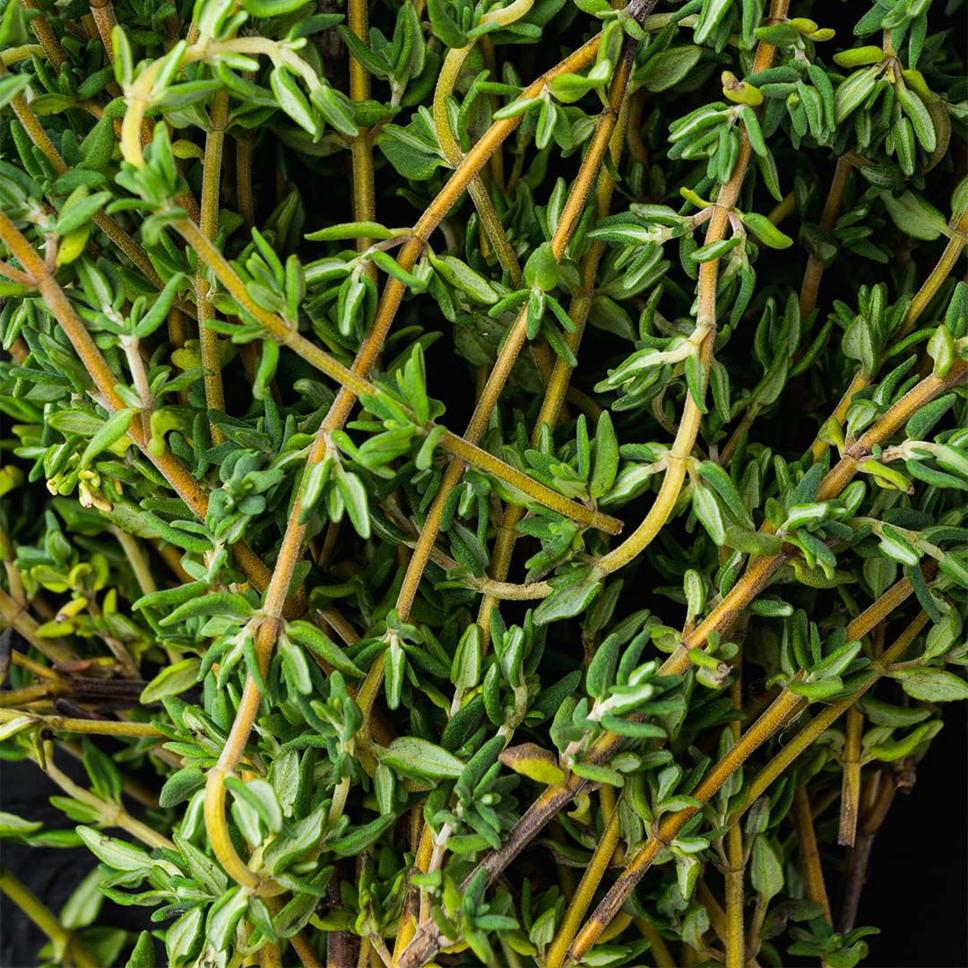 Thyme herb