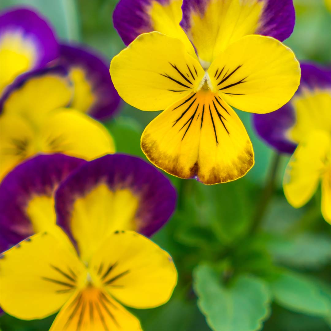 Viola tricolor herb