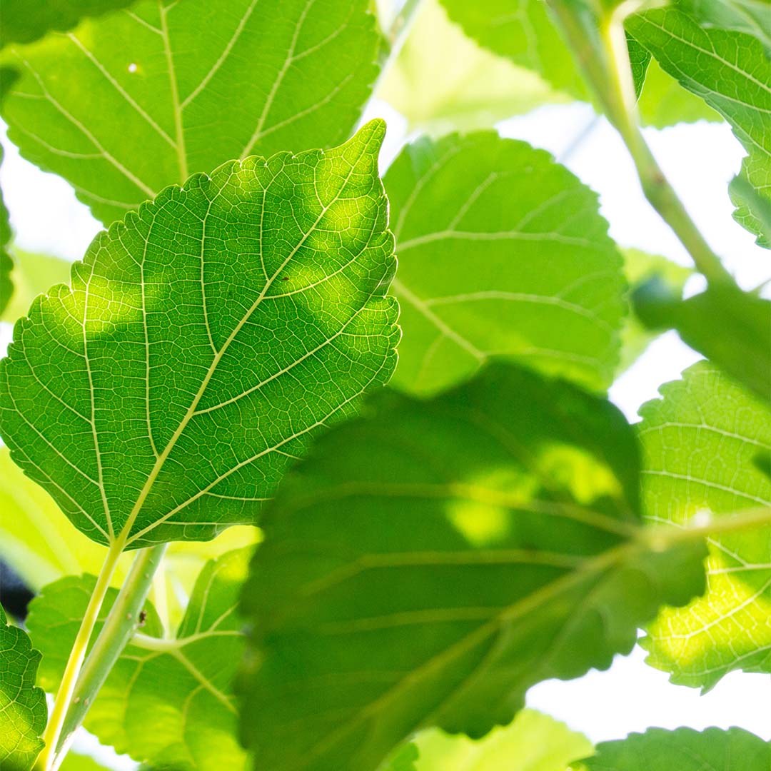 White mulberry leaf