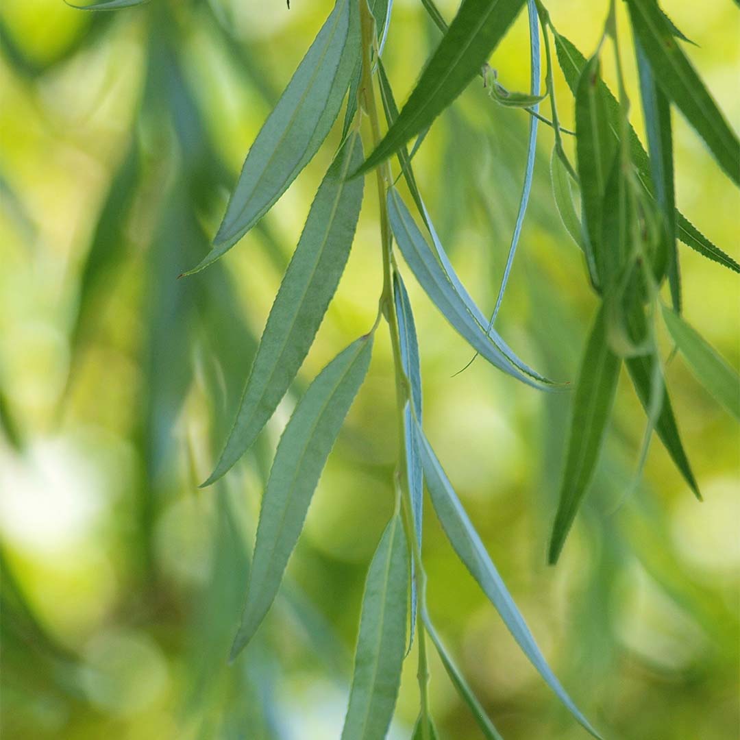 White willow 