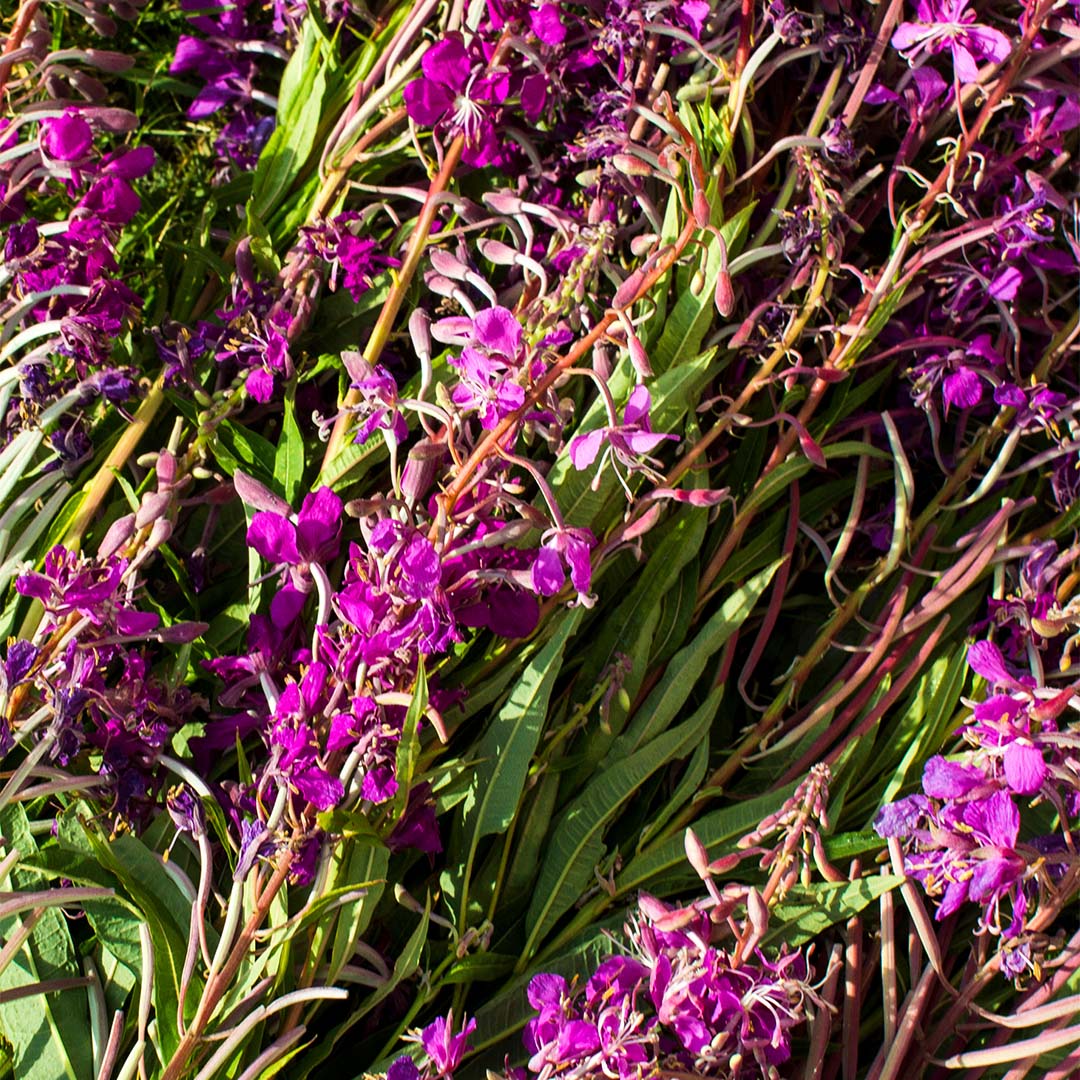 Willow herb