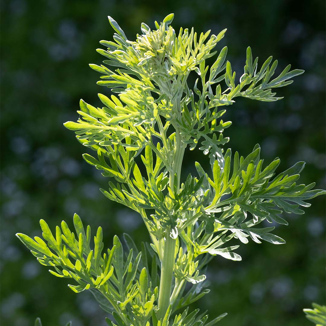 Wormwood